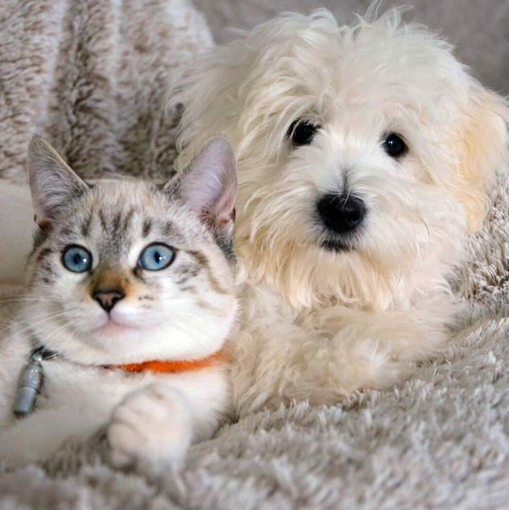 Koci i psi behawiorysta online