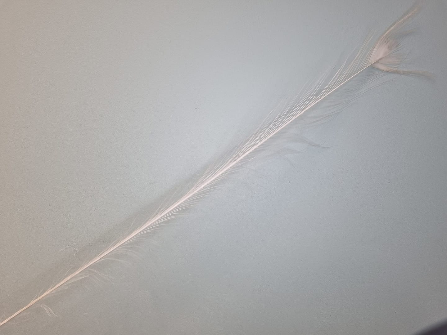 wędka dla kota: pawie pióra