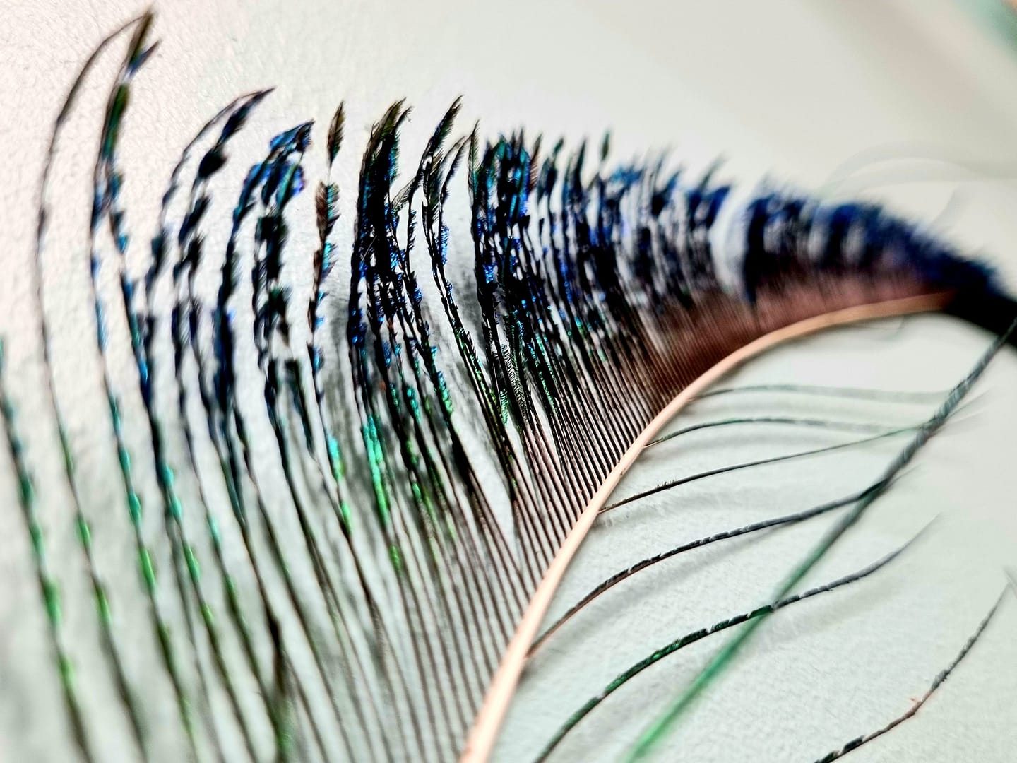 wędka dla kota: pawie pióra