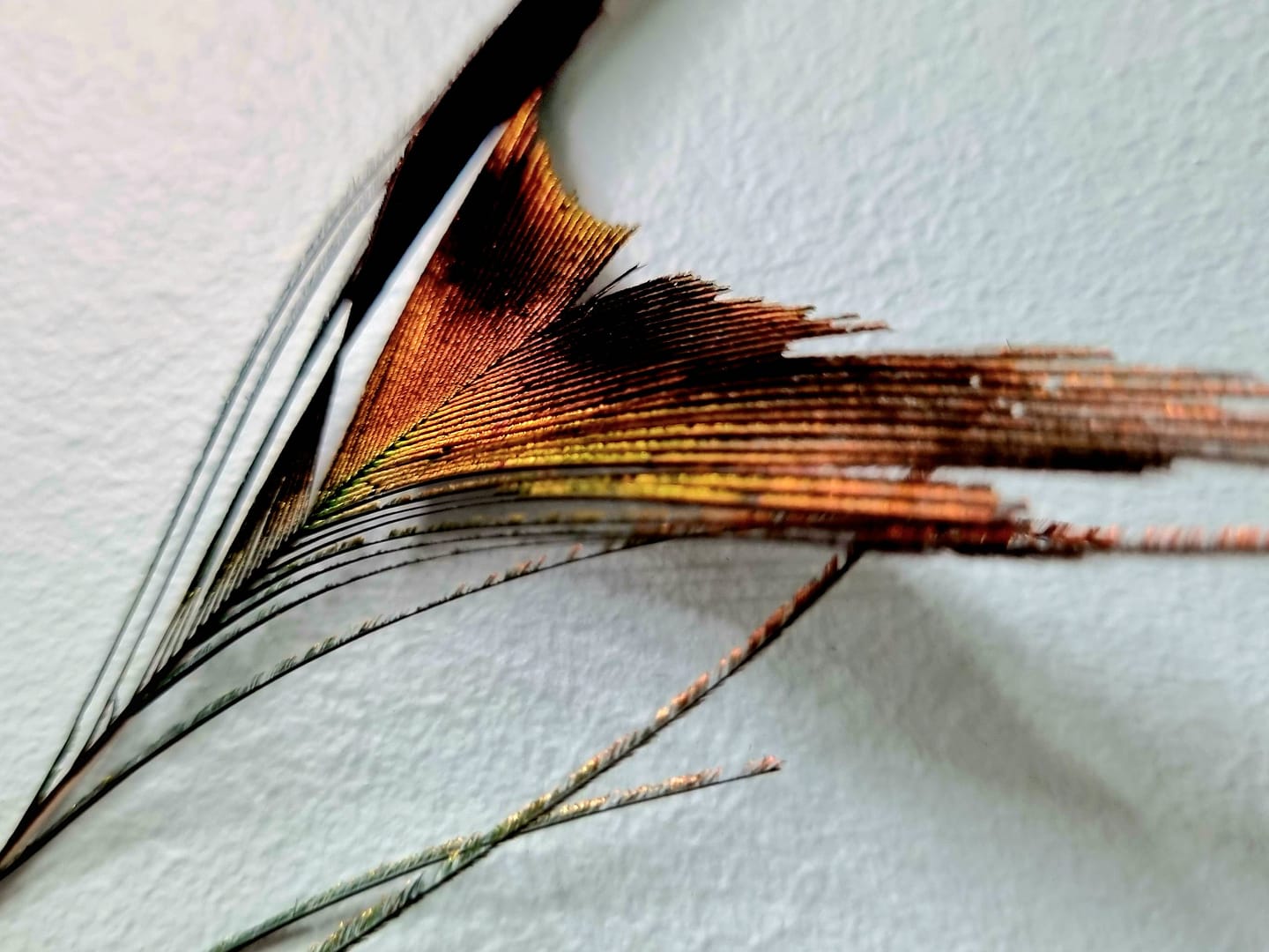 wędka dla kota: pawie pióra