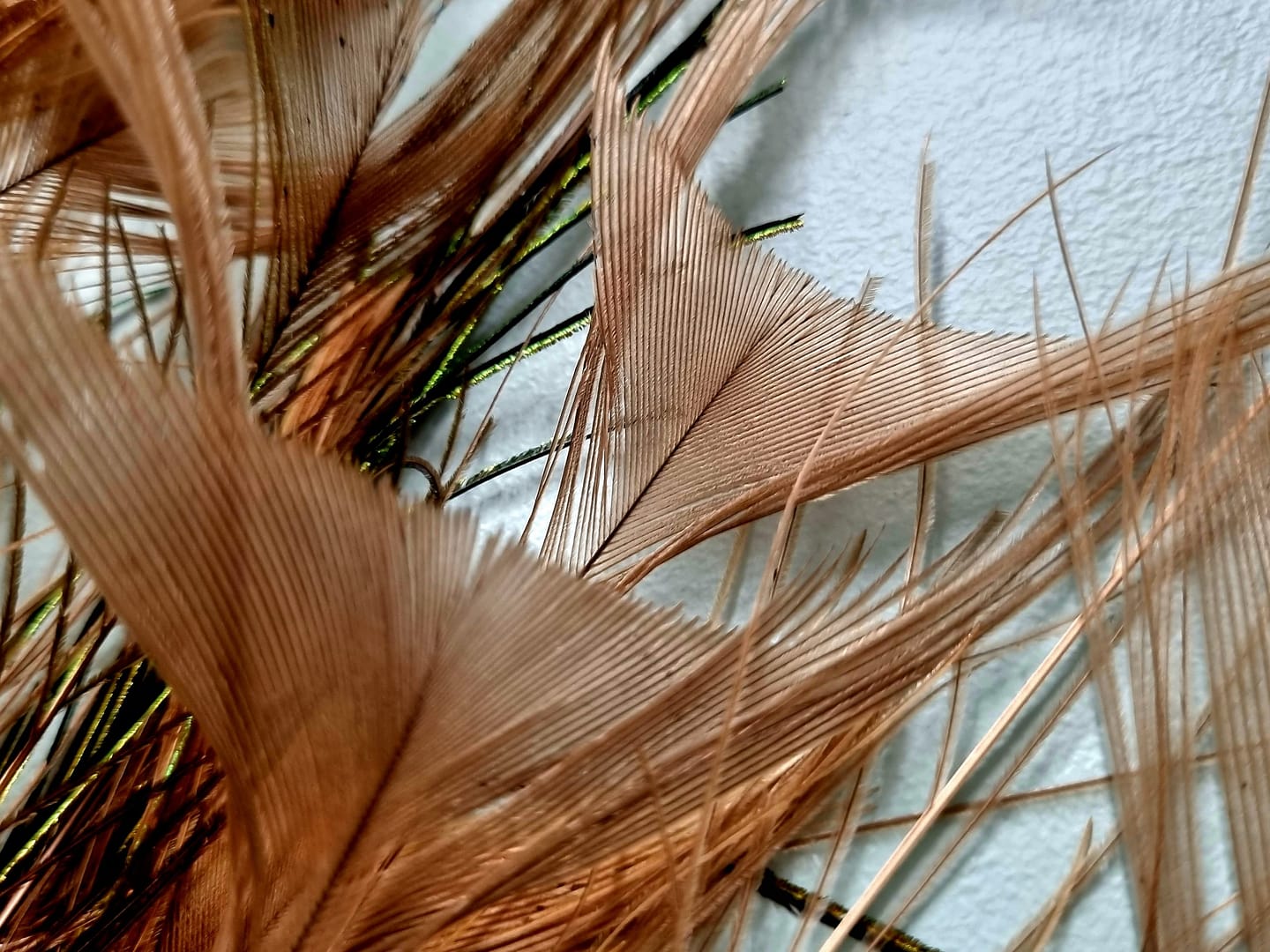 wędka dla kota: pawie pióra