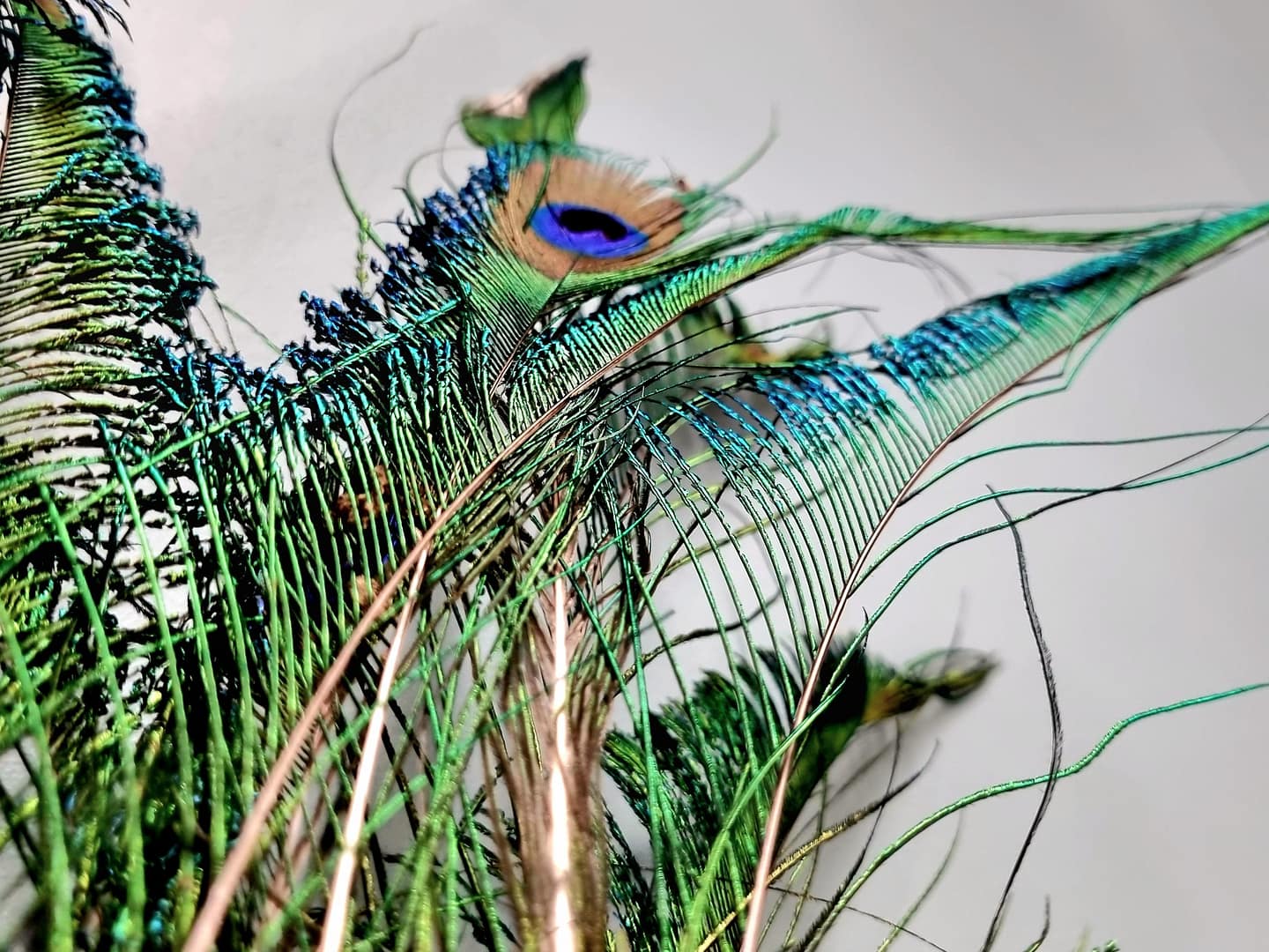 wędka dla kota: pawie pióra