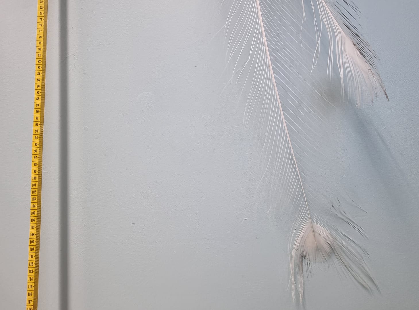 wędka dla kota: pawie pióra