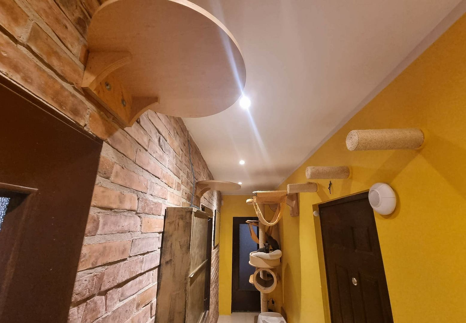 koci behawiorysta online, kocie feng shui