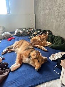 dokocenie psa dopsienie kota