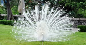 biały paw biały paw