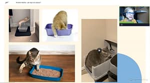 jaka kuweta dla kota, Zolux, Trixie, Savic, Rotho, porady behawiorysty