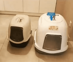 jaka kuweta dla kota, porady behawiorysty