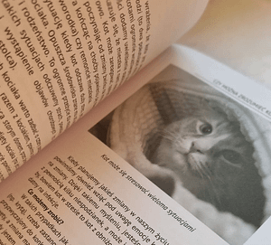 Czy można zrozumieć kota? Mini poradnik Czy można zrozumieć kota? Mini poradnik