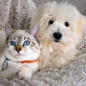 Koci i psi behawiorysta online