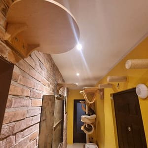 koci behawiorysta online, kocie feng shui