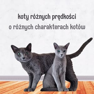 Koty różnych prędkości