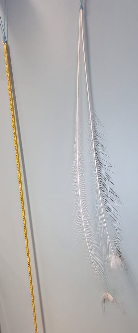 wędka dla kota: pawie pióra