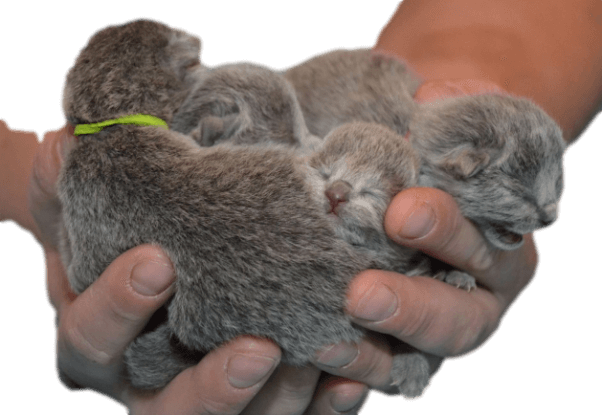 darmowe porady behawiorysty