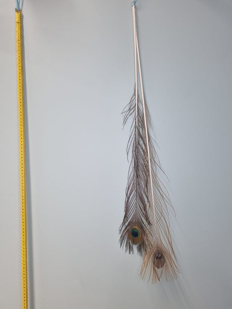 Pawie oczko - wędka dla kota rozmiar L - 1 sztuka - obrazek 3