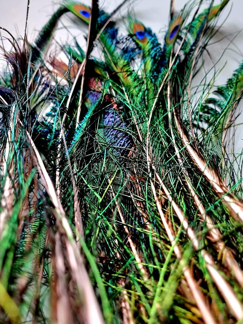 wędka dla kota: pawie pióra