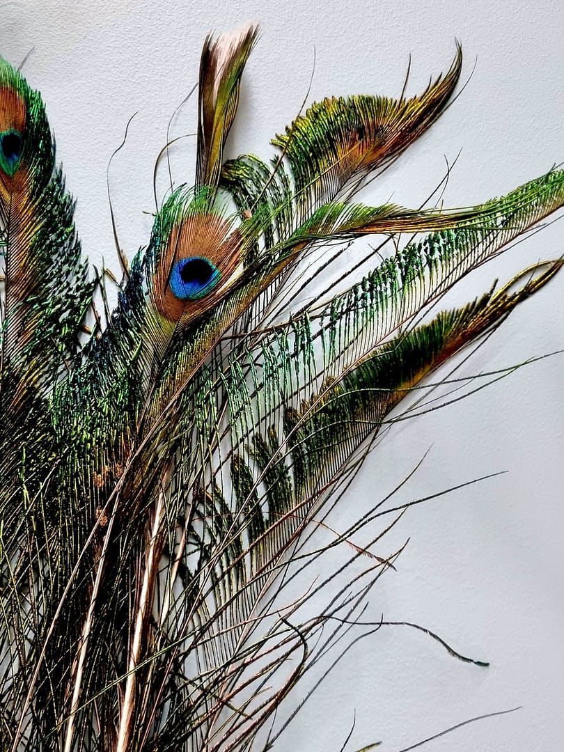 wędka dla kota: pawie pióra