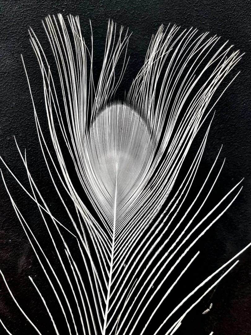 wędka dla kota: pawie pióra