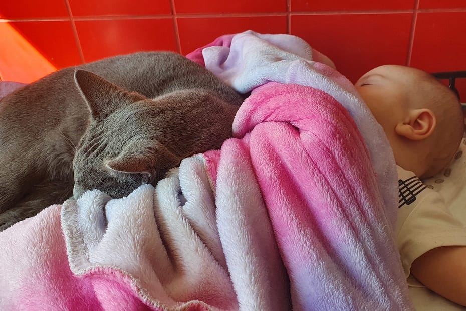 małe dziecko i kot, zdjęcie do porad behawiorysty