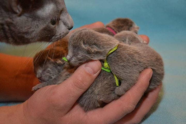 koci behawiorysta wrocław, hodowca kotów