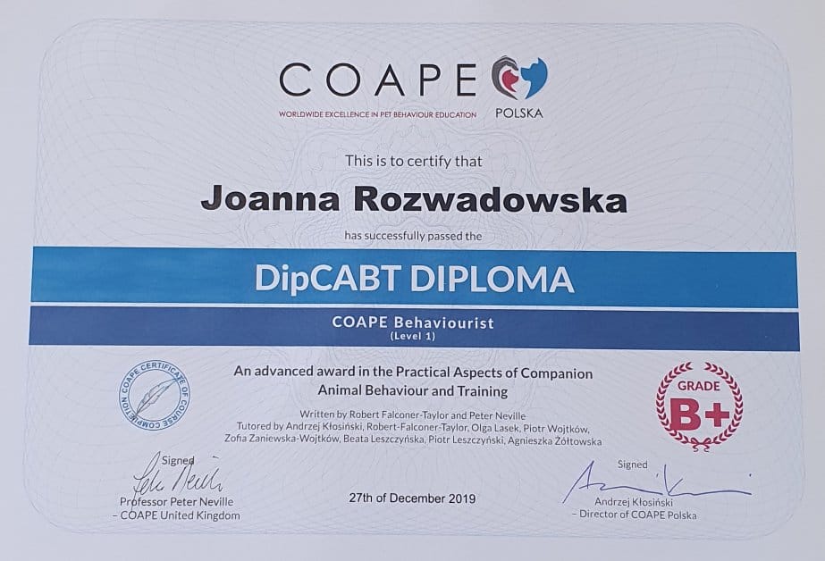 koci behawiorysta wrocław, dyplom